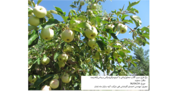 سیب گلاب، دماوند